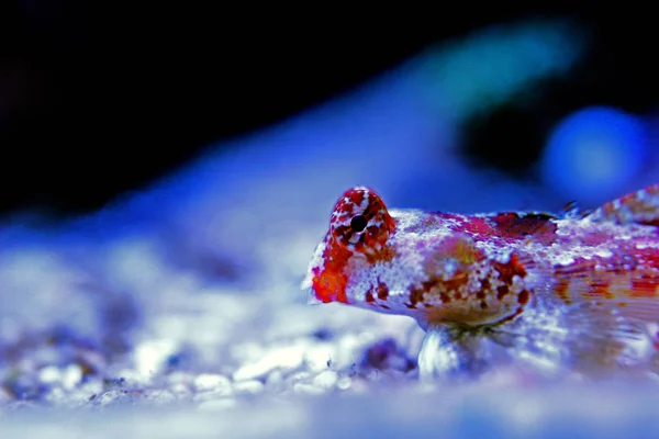 Dragonet Scooter Vermelho Synchiropus Stellatus — Fotografia de Stock