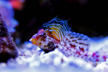 Kırmızı Scooter Dragonet (Synchiropus stellatus)