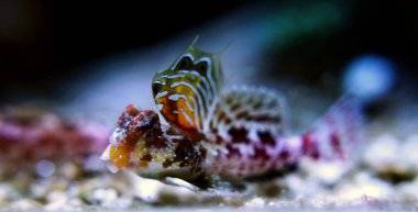 Kırmızı Scooter Dragonet (Synchiropus stellatus)