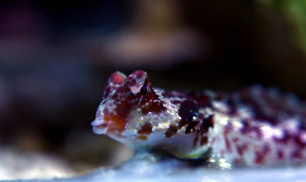 Red Scooter Dragonet Synchiropus Stellatus — Stock Photo, Image