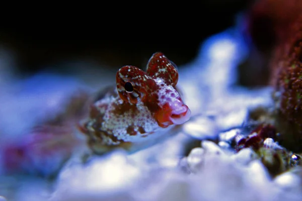 レッド スクーター ネズッポ科 Synchiropus — ストック写真