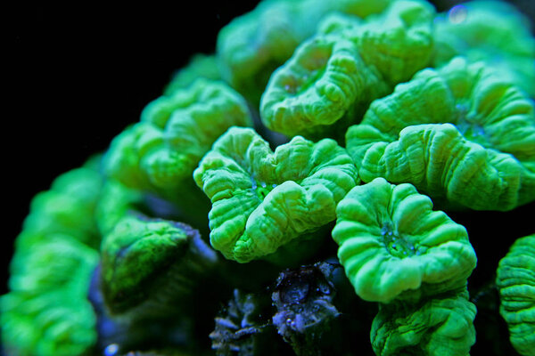 Caulastrea curvata LPS coral