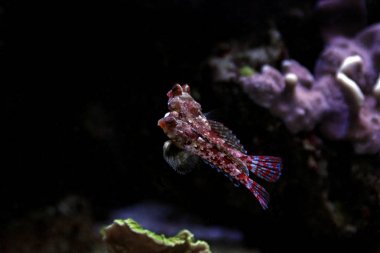 Kırmızı Scooter Dragonet (Synchiropus stellatus)