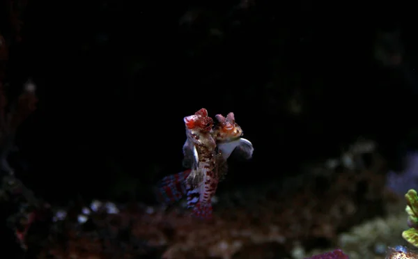 Scooter Rojo Dragonet Synchiropus Stellatus — Foto de Stock