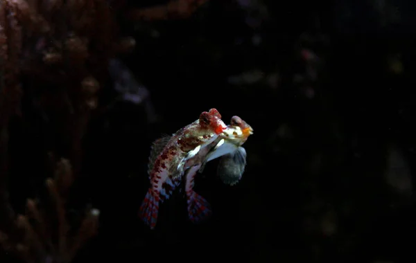 Kırmızı Scooter Dragonet Synchiropus Stellatus — Stok fotoğraf