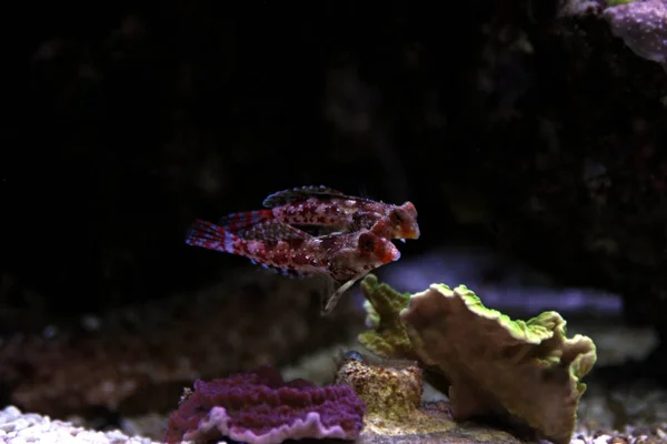 Red Scooter Dragonet Synchiropus Stellatus — Stock Photo, Image