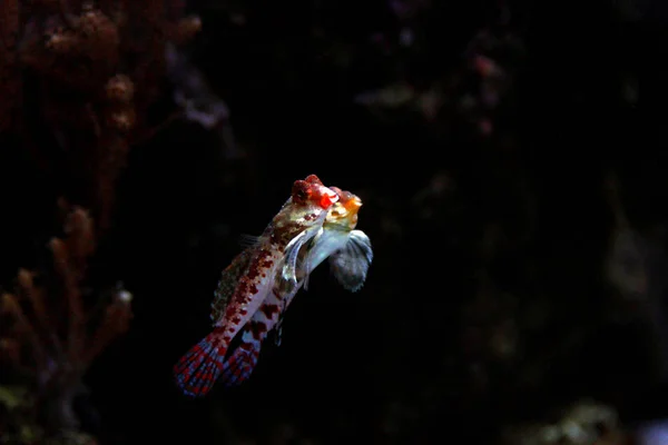 Dragonet Scooter Vermelho Synchiropus Stellatus — Fotografia de Stock