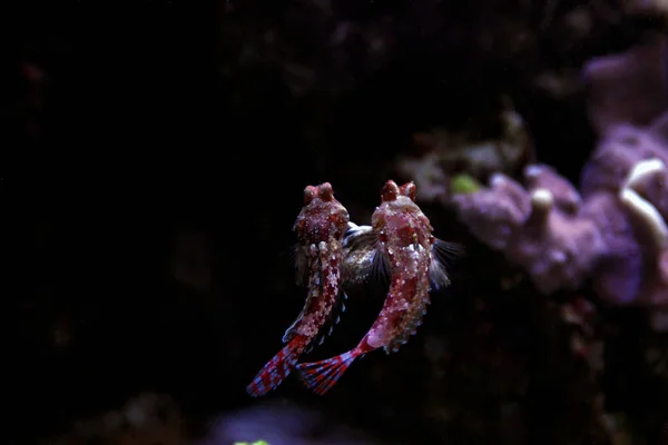 Κόκκινο Σκούτερ Dragonet Synchiropus Stellatus — Φωτογραφία Αρχείου