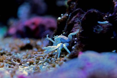 Mercan resif akvaryum balık