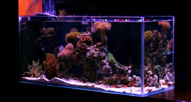 Saltwater Reef Aquarium Tank clipart