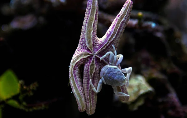 Krab Porcelanowe Zbiorniku Rafy Koralowej — Zdjęcie stockowe