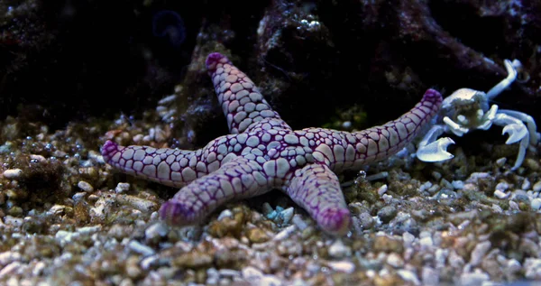 Fromia Seastar Tanque Aquário Recife Coral — Fotografia de Stock