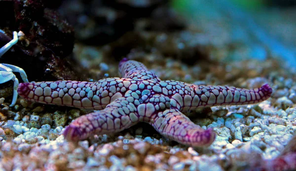 Fromia Seastar Korálový Útes Akvárium Tank — Stock fotografie