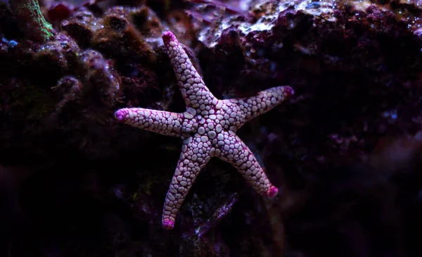 Fromia Seastar Аквариуме Кораллового Рифа — стоковое фото