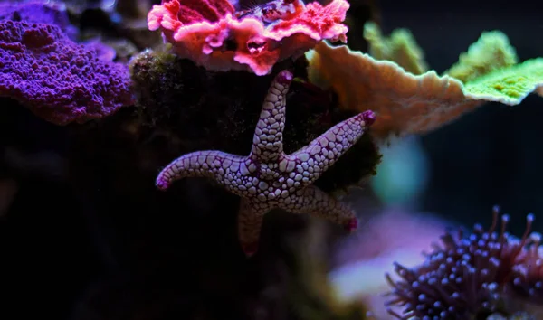 Fromia Seastar Acuario Arrecife Coral Tanque —  Fotos de Stock
