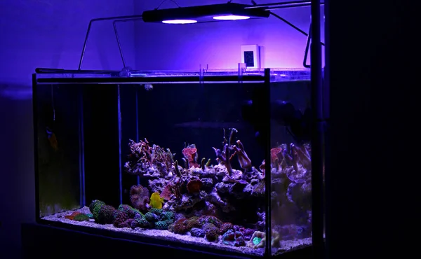 Zoutwater Rif Aquarium Tank — Stockfoto