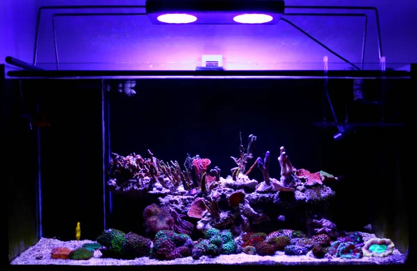 Saltwater Reef Aquarium Tank — Stock Photo, Image