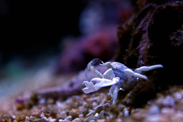 Porcelain Crab Coral Reef Aquarium Tank — Stock Photo, Image