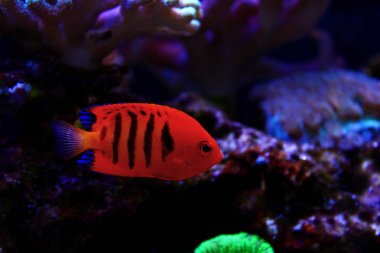 Alev melek balığı (Centropyge loricula) 