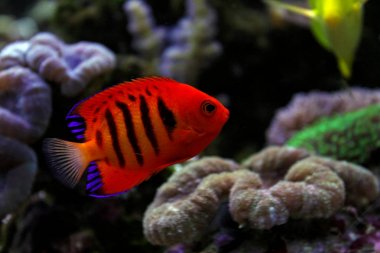 Alev melek balığı (Centropyge loricula) 