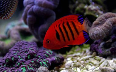 Alev melek balığı (Centropyge loricula) 