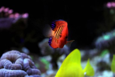 Alev melek balığı (Centropyge loricula) 