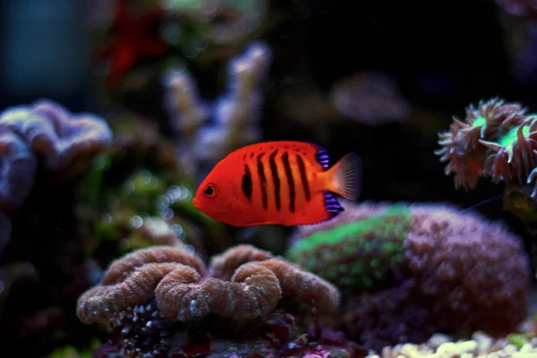 Flame Angelfish Centropyge Loricula — Fotografia de Stock