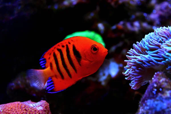 Flame Angelfish Centropyge Loricula — Stock Photo, Image