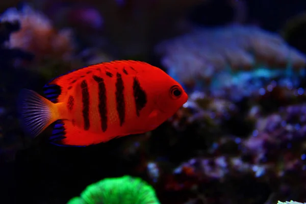 Arrecife Coral Peces Acuario —  Fotos de Stock