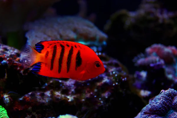 Flame Angelfish Centropyge Loricula — Stock Photo, Image