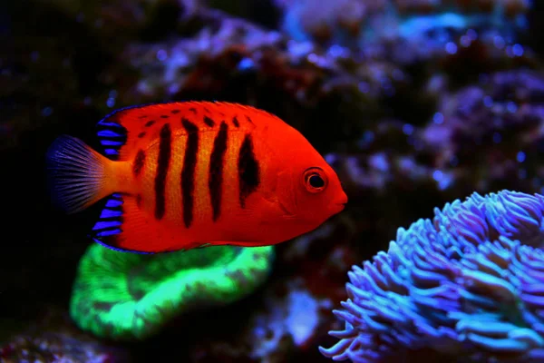 Flame Angelfish Centropyge Loricula — Stok Foto