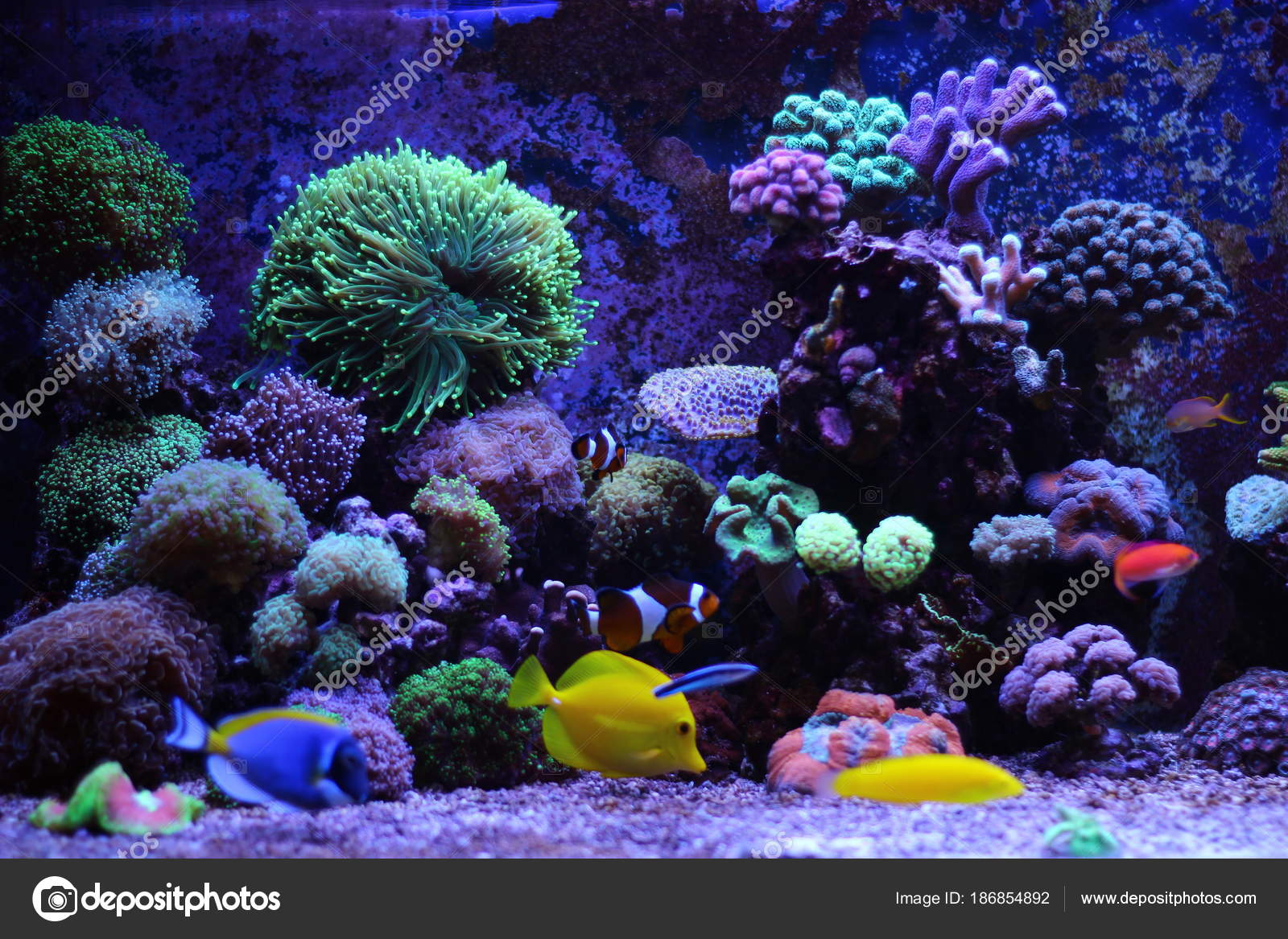 Ocean reef aquarium 2025