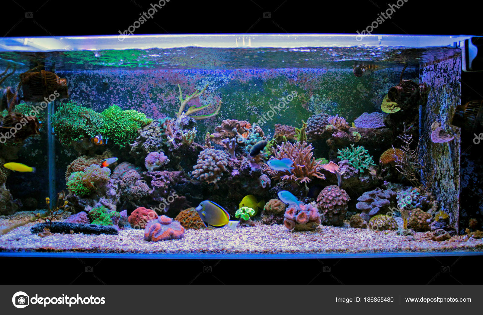 peceras de agua salada precios im 225 genes acuarios de agua salada tanque acuario agua peceras de agua salada precios im 225 genes acuarios de agua salada tanque acuario agua