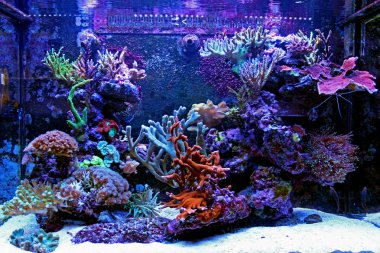 Coral Saltwater reef aquarium tank clipart