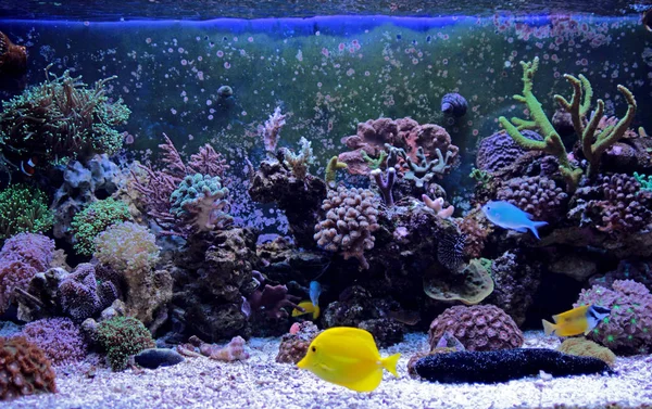 Koraal Rif Aquariumvissen — Stockfoto