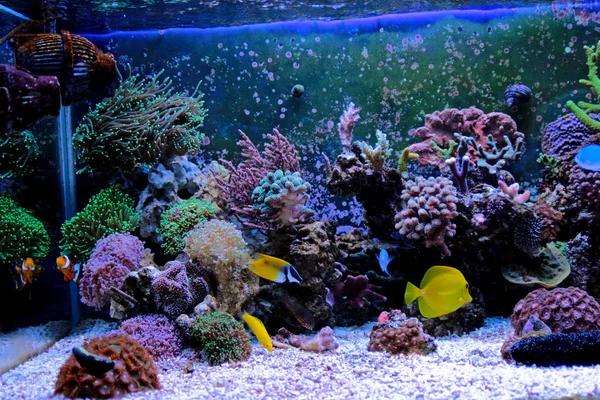 Koraal Zoutwater Rif Aquarium Tank — Stockfoto