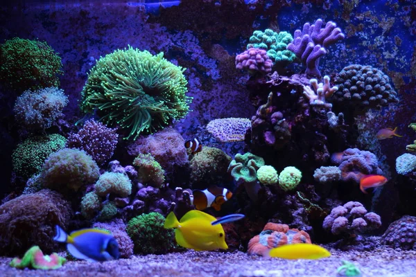 Koraal Zoutwater Rif Aquarium Tank — Stockfoto