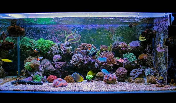 Coral Tanque Acuario Arrecife Agua Salada — Foto de Stock