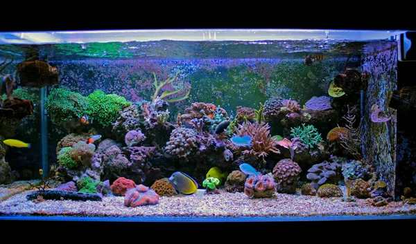 Coral Saltwater reef aquarium tank