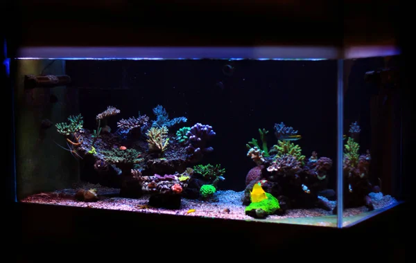 Coral Saltwater reef aquarium tank