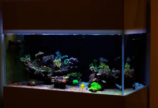 Coral reef saltwater aquarium tank