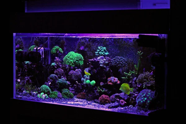 Koraal Zoutwater Rif Aquarium Tank — Stockfoto