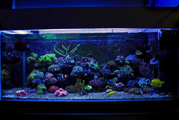 Coral Saltwater reef aquarium tank