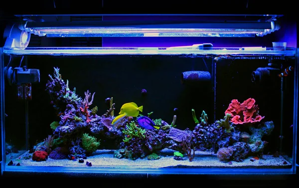 珊瑚盐水礁水族馆水箱 — 图库照片