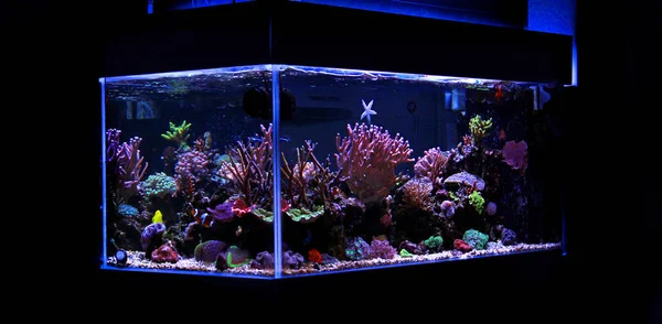 Koraal Zoutwater Rif Aquarium Tank — Stockfoto