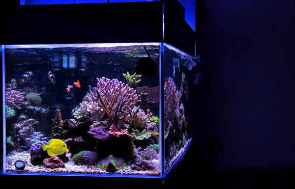 Tuzlu Mercan Resif Akvaryum Tankı — Stok fotoğraf