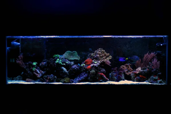 Koraal Zoutwater Rif Aquarium Tank — Stockfoto