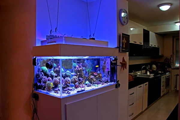 Tuzlu su mercan resif akvaryum tankı