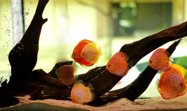 Discus Balık Akvaryum