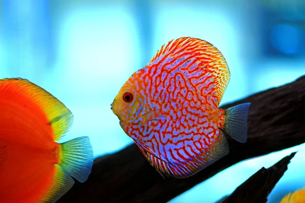 Pesci Discus Acquario — Foto Stock